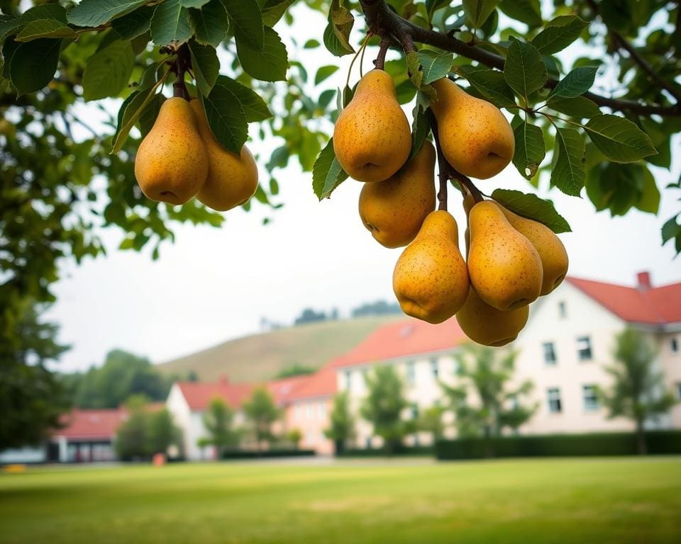 Pears helpt je aan een baan in het onderwijs Groningen